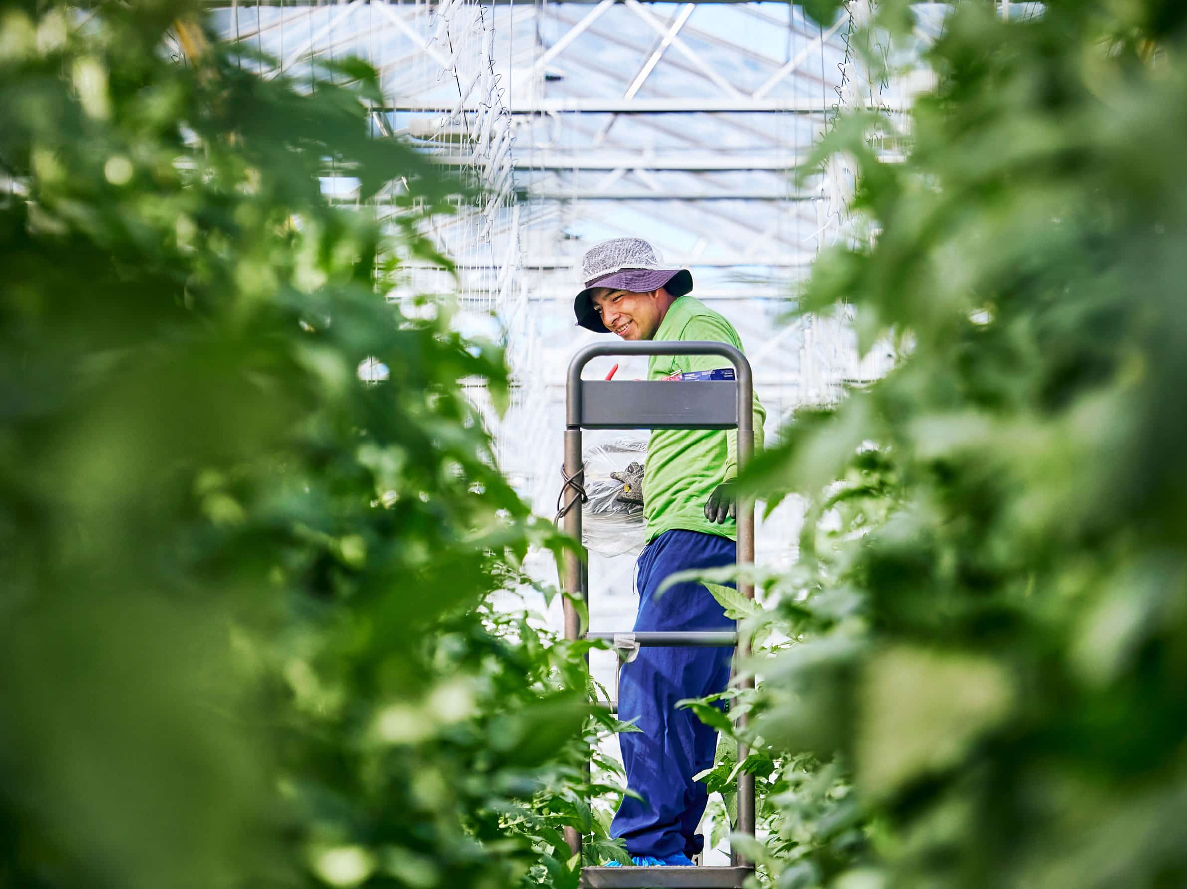 Worker in greenhouse