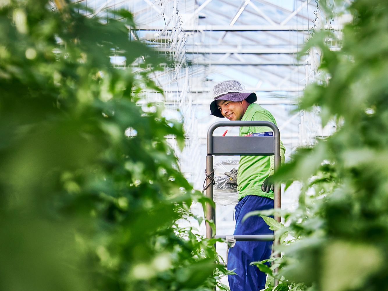 Worker in greenhouse