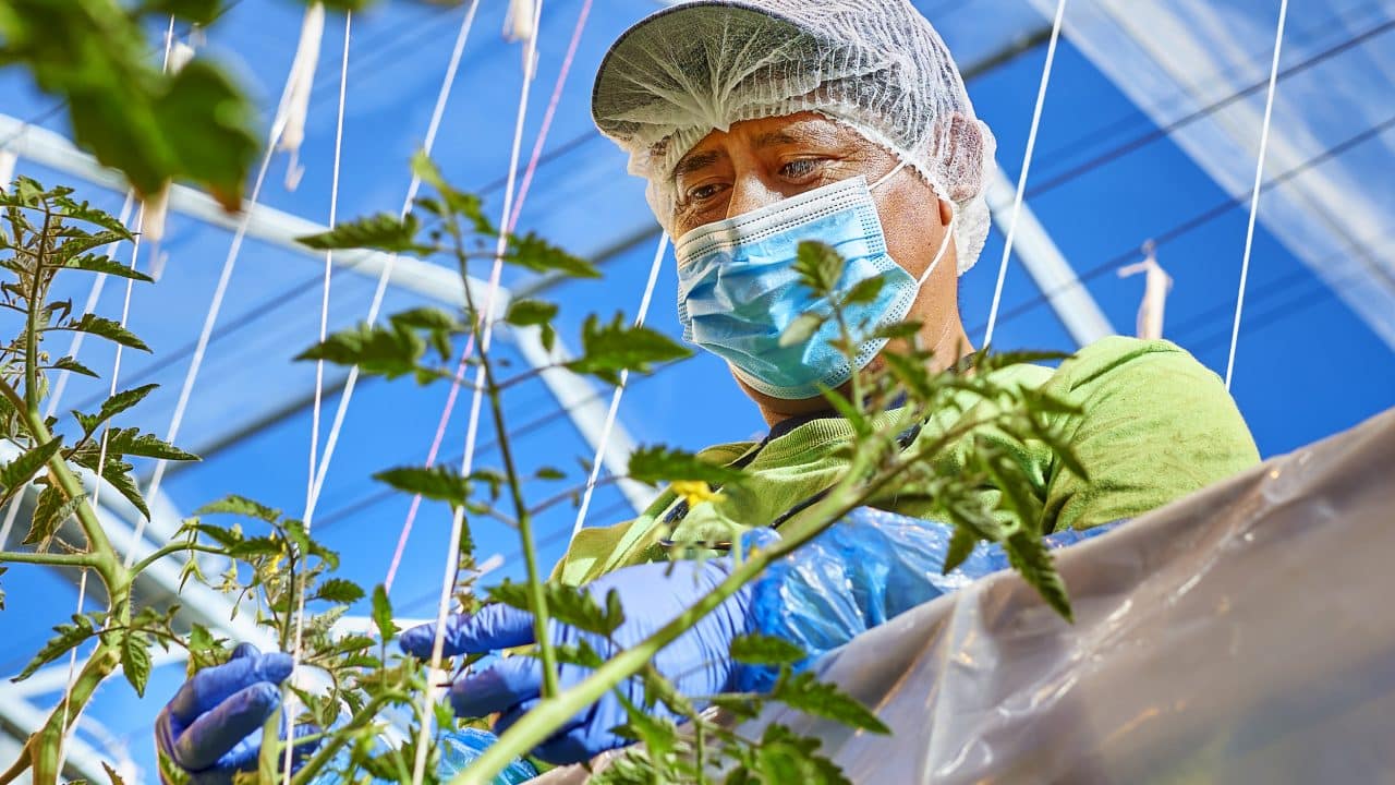 worker tending to tomato plants