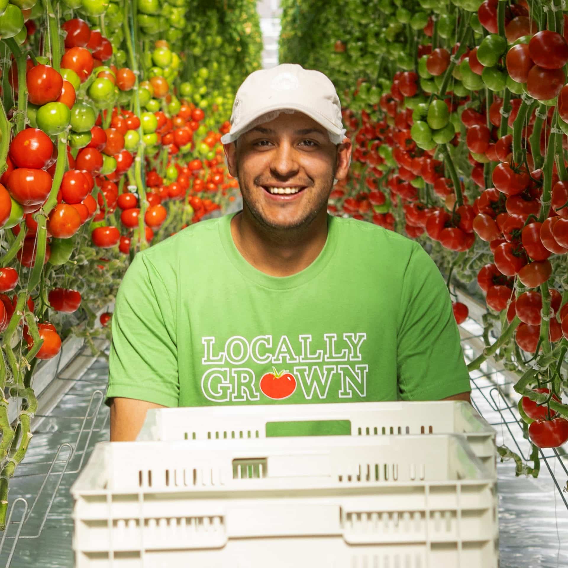 man picking tomatoes