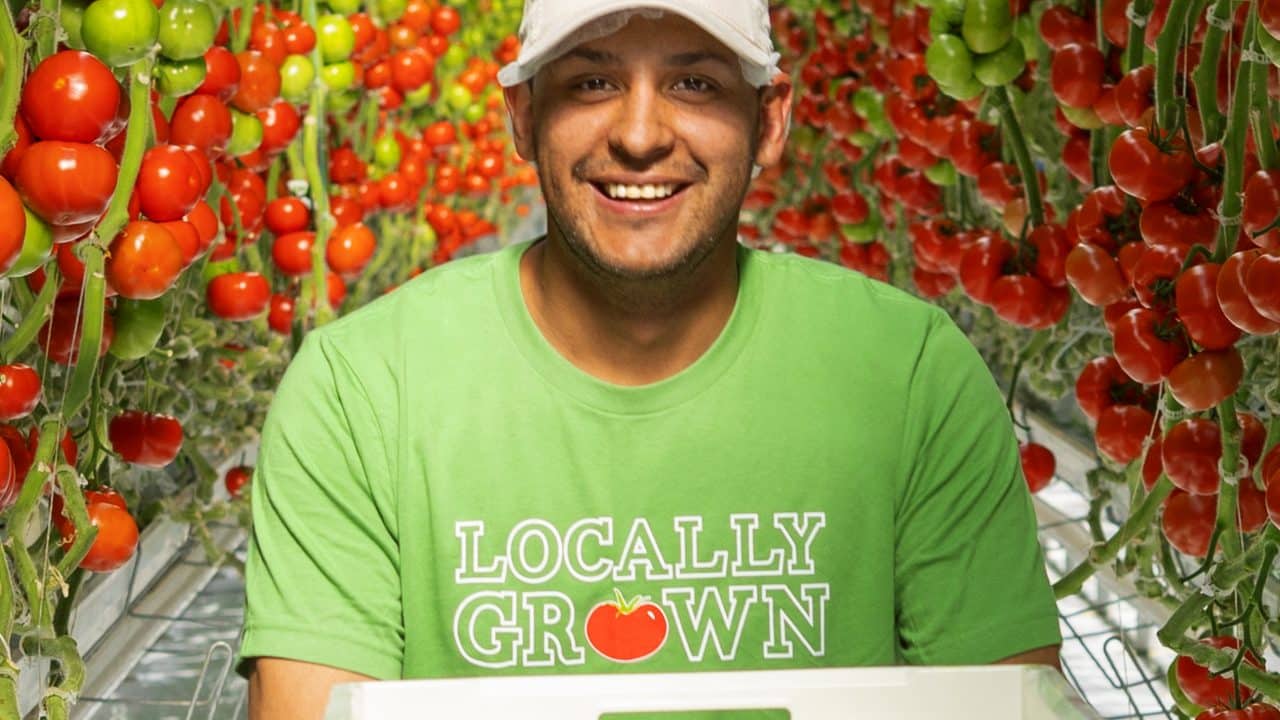 man picking tomatoes